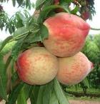 ΡΟΔΑΚΙΝΟ "ΛΕΥΚΟΣΑΡΚΟ"